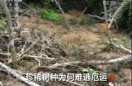 野生黄花梨遭盗伐：当监管失守，我们该如何保护环境？