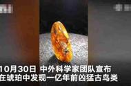 网友对琥珀中古鸟类的凶猛性提出质疑