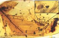 琥珀中的白垩纪世界：探寻史前生命的奥秘
