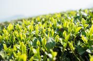 春茶、夏茶、秋茶：茶叶生产季节的区别与特点