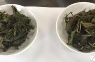 冬茶和春茶的对比：冻顶乌龙茶的独特性