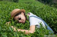 南京雨花茶在中国十大名茶的评选中有没有一席之地？