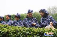 南京雨花茶60周年庆典：中山陵茶厂春茶的新芽出土