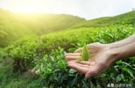 一文带你深入了解茶叶：绿茶、白茶、黄茶、红茶、乌龙茶和黑茶的区别与鉴别方法