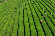 南京雨花茶的采茶季开始，本地采茶工的待遇有了显著提升