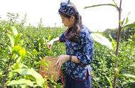 南京雨花茶的首批“明前茶”即将上市，今年的品质能否超越去年？