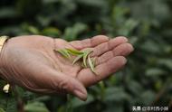 春茶、夏茶和秋茶：了解它们的独特性