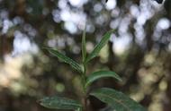 春茶、夏茶、秋茶：一篇文章让你了解其独特性