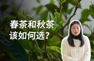 春茶与秋茶：揭秘不同季节茶叶的独特风味！