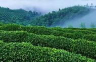 扬子江心水，蒙山顶上茶：蒙顶甘露的产地探索