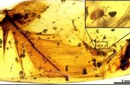 英国科学家发现史前吸血蜱化石，揭示恐龙时代新篇章