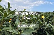 白茶的知识宝库：六大种类，三个入门级别，全知者才是专家