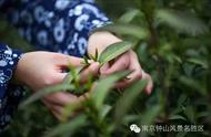 南京雨花茶的炒制技术解析