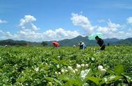 茉莉花茶的历史和文化背景