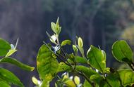 春茶和秋茶：茶叶的季节变化与其特性