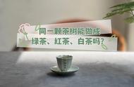 茶叶的多样性：同一棵茶树能否制作绿茶、红茶和白茶？