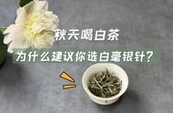 纠结秋天喝哪种白茶？白毫银针值得一试，4大益处让你无法抵挡