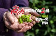 2023年西山碧螺春的第二测：咏萌特级一等碧螺春的系统评测