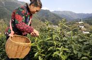 黄山毛峰在中国十大名茶中的地位：今日在富溪高山茶园正式开采