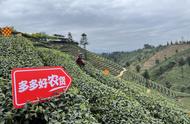 新电商推动，四川雅安千年贡茶走出大山