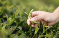 常年喝新茶的秘密：家庭储存绿茶的五大要素