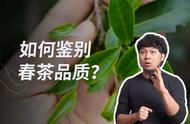 茶叶爱好者必看：13年老茶人的春茶鉴别全攻略！