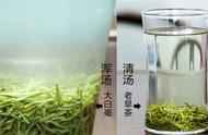 信阳毛尖与商城茶：一场茶叶的深度解析