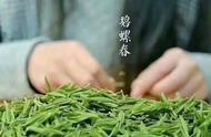 太湖洞庭山绿茶：揭示碧螺春的吓煞人香