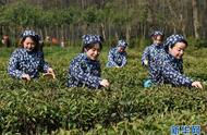 南京钟山雨花茶春茶开采：感受大自然的魅力