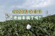 今日立春，探讨影响2023年春茶开采的关键因素