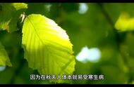 乌龙茶与禅修：探索生活的奥秘