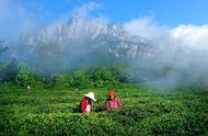 名山出名茶：庐山云雾茶的历史与文化