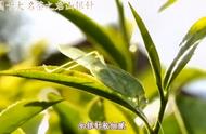 湖南君山银针：洞庭湖的珍稀茶叶，中国名茶的精品