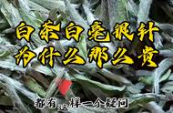 白茶白毫银针的价值探究：茶文化的深度解读！