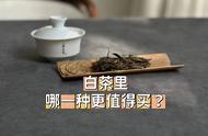 哪种白茶值得购买？一次性告诉你