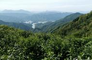 “太平猴魁”：安徽茶的独特魅力所在