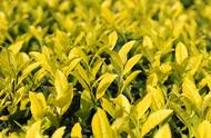 旺苍米仓山新茶上市，黄茶价格猛涨至8800元！