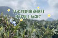 白毫银针与白牡丹的真伪之谜：小叶片揭开真相