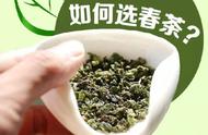 春季养生秘诀：五步教您挑选春茶！