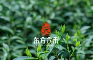 陈年武夷岩茶：探寻茶叶的传世之秘