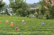 保康秋茶采摘忙：秋天的绿色财富