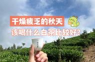 秋季白茶选购指南：春茶、秋茶和老白茶，一篇文章让你成为白茶专家