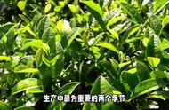 春茶与秋茶：茶叶口感的终极较量