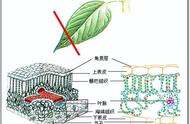 苗工说茶：乌龙茶的冲泡技巧（一）