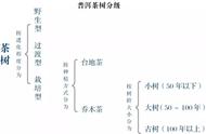 普洱茶购买经验分享：搞清楚分级体系，选茶无忧