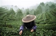 川茶之旅：茶香飘渺，人生漫漫长路