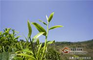 春茶、夏茶、秋茶：解析它们的不同之处