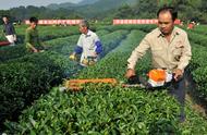 夏季茶园管理的智慧：4个实用技巧助茶农轻松增产增收