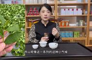 南崎铁观音的魅力之谜：茶友们为何如此着迷？