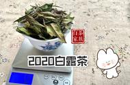 白茶新手福音：5个关键词让你快速入门